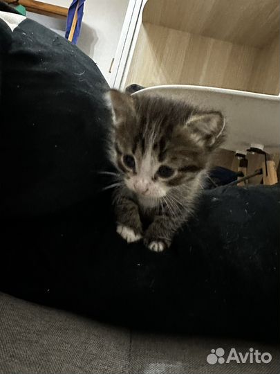 Котята в добрые руки бесплатно мальчики