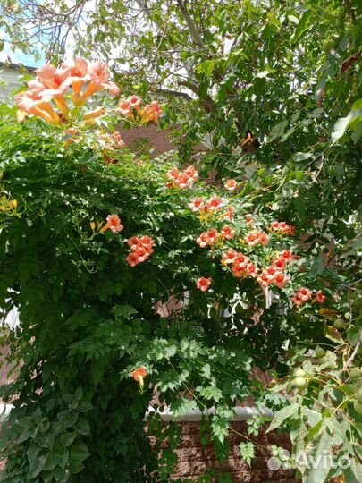 Садовые излишки:хоста,флоксы розовые,лиана