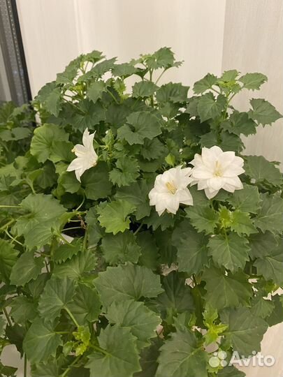 Кампанула невеста махровая