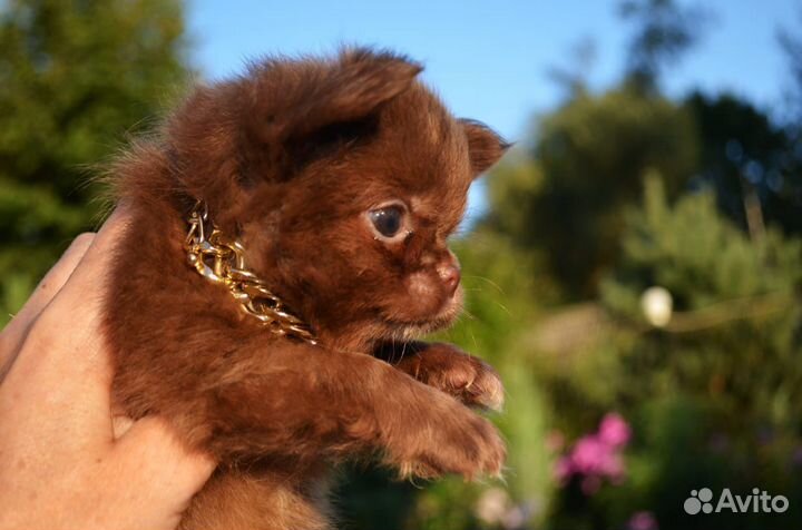 Шоколадное чудо