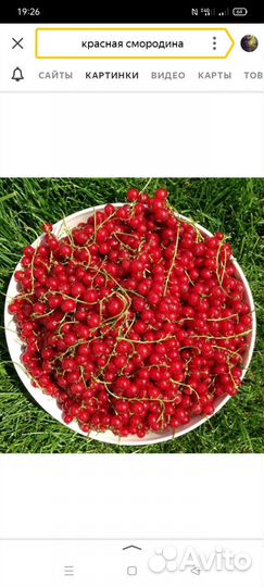 Красная смородина 5 литров