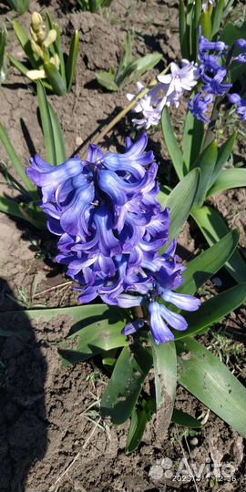 Луковицы махровых гиацинтов