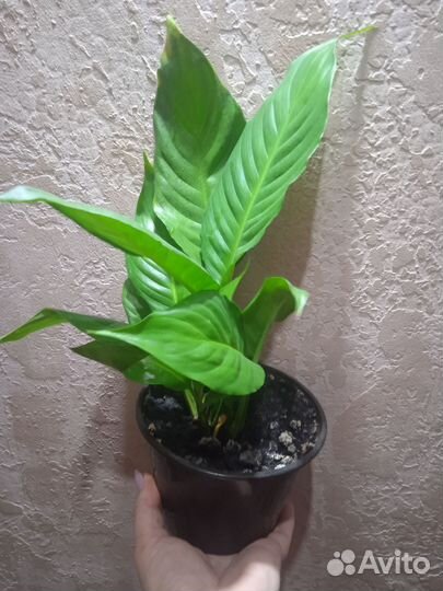 Фикус бенджамина, спатифиллум