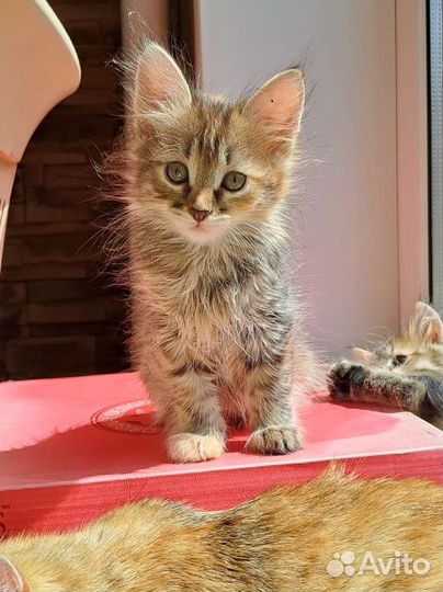 Котёнок девочка