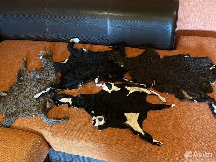 Каракуль шкурки