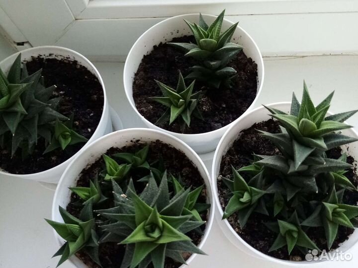 Суккуленты