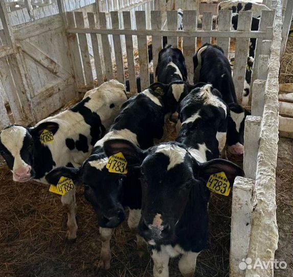 Бычки и телята