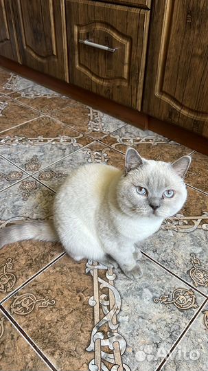 Шотландский кот на вязку