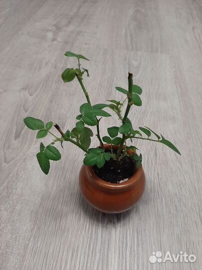 Бонсай Роза Кордана (Цвет бутонов - Розовый)