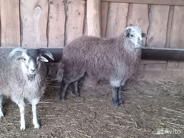 Овцы, бараны ягнята