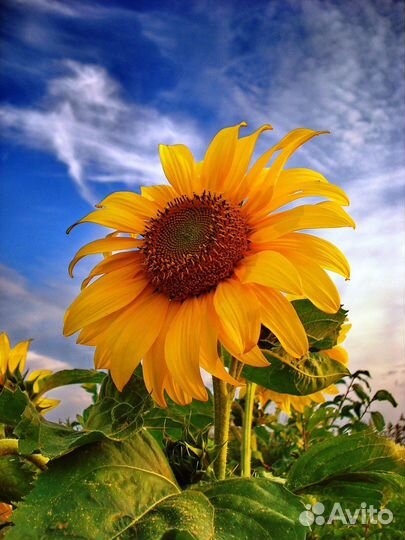 Собеседник на час