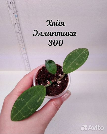 Хойя 1 Часть 1.06.24