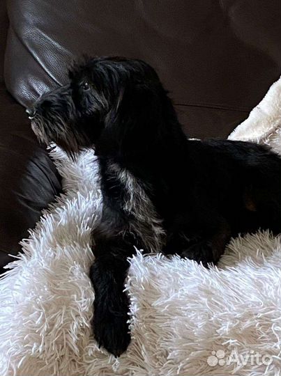 Собака Линси стерильная