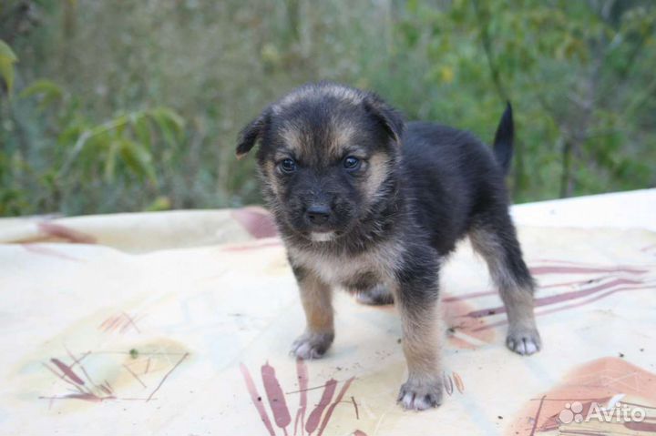 Щенок в добрые руки