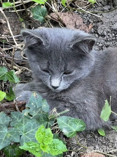 Котята бесплатно