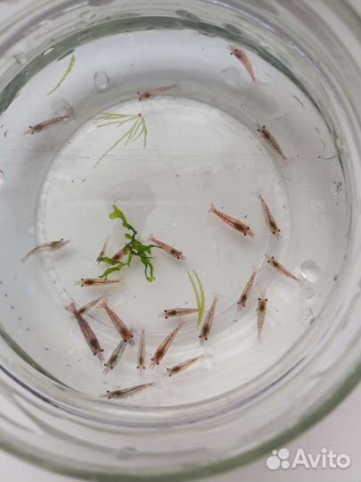 Креветки вишни от 10 шт улитки хелены