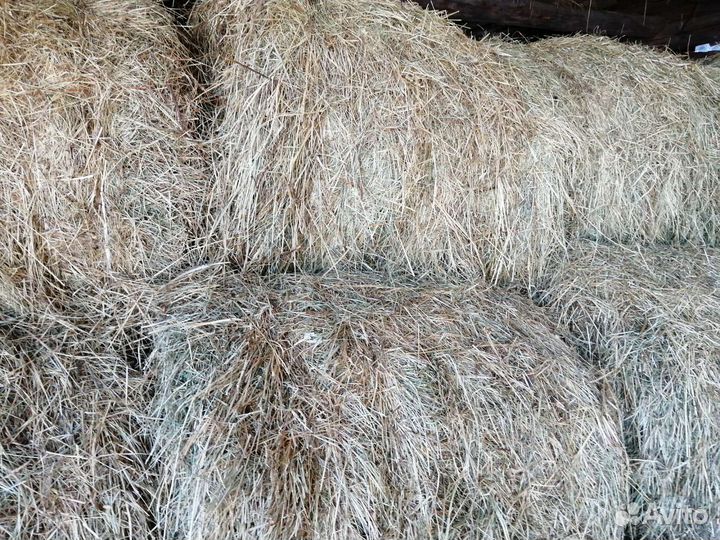 Продам сено в рулонах