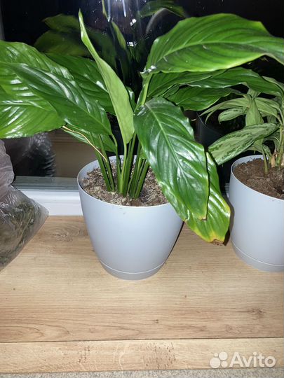 Спатифиллум