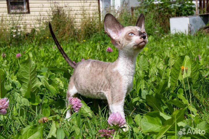 Котята корниш-рекс