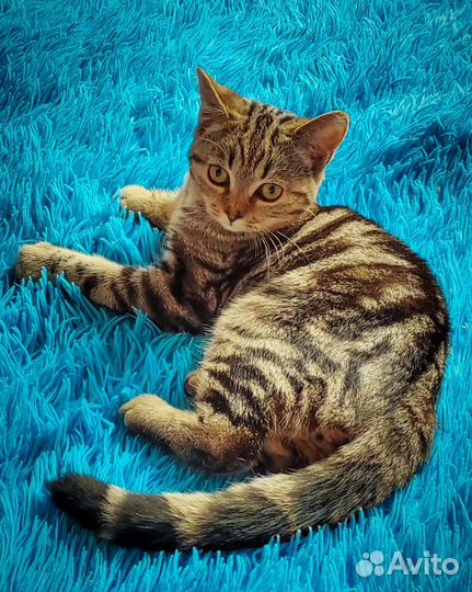 Клубный котик скоттиш-страйт Астин