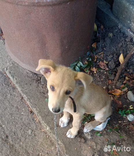 Щенок девочка в добрые руки