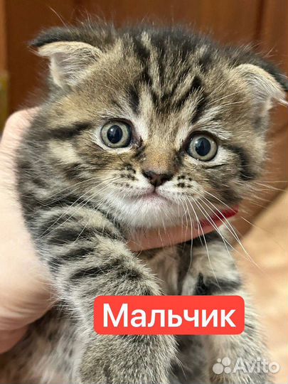Шотландская вислоухая кошка бесплатно