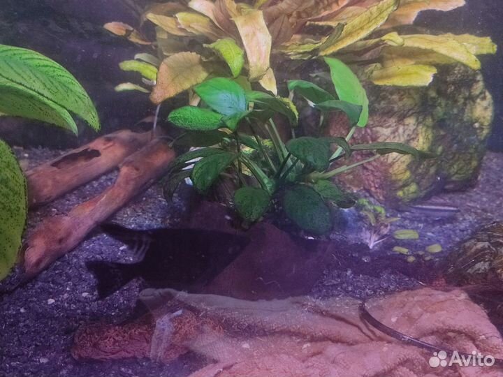 Аквариумные растения, анубиас мини, папоротник