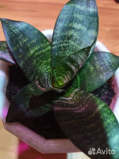 Сансевиерия цветочные кашпо горшки