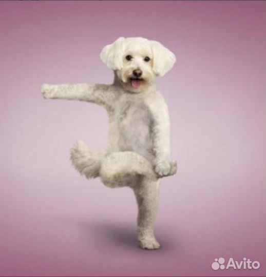 Дрессировка собак