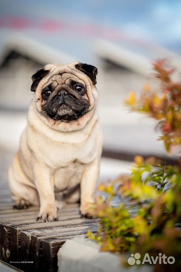 Мопс вязка мальчик