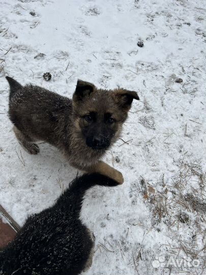 Щенки немецкой овчарки девочки