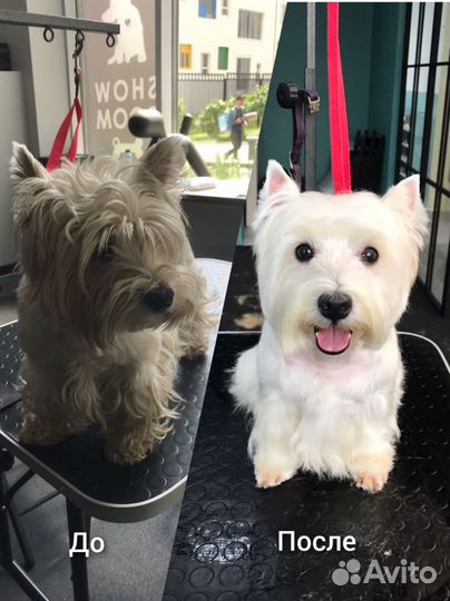 Стрижка собак