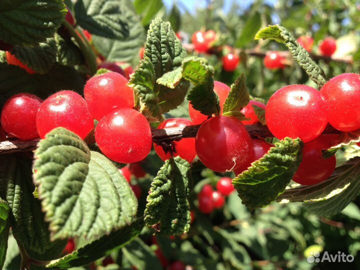 Саженцы войлочной вишни