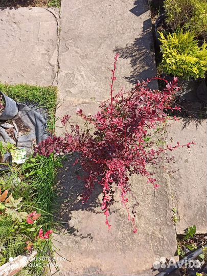 Барбарис арлекин