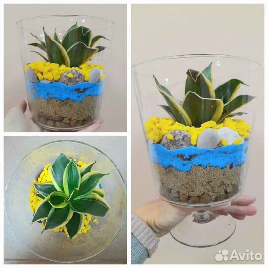 Продам цветы комнатные