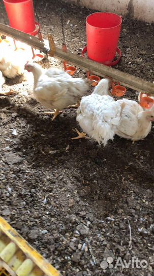 Мясо домашней птицы