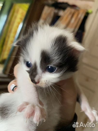 Котята в добрые руки бесплатно