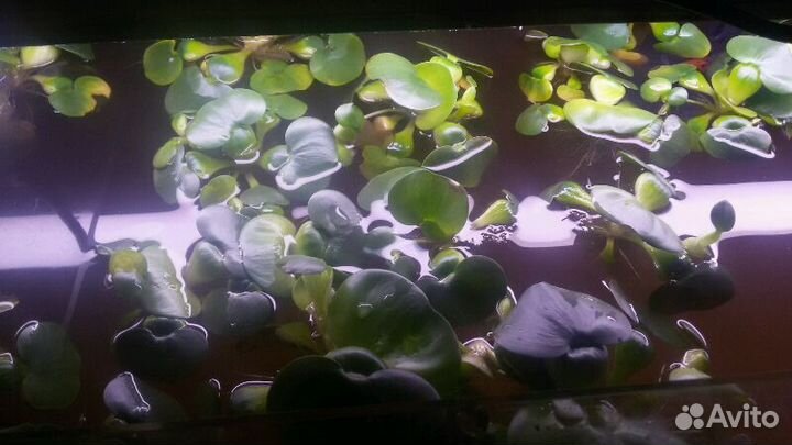 Рыбы, растения, пленка для вашего пруда