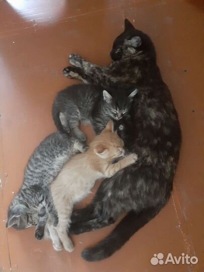 Кошки в добрые руки