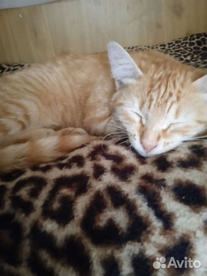 Кошка в дар бесплатно