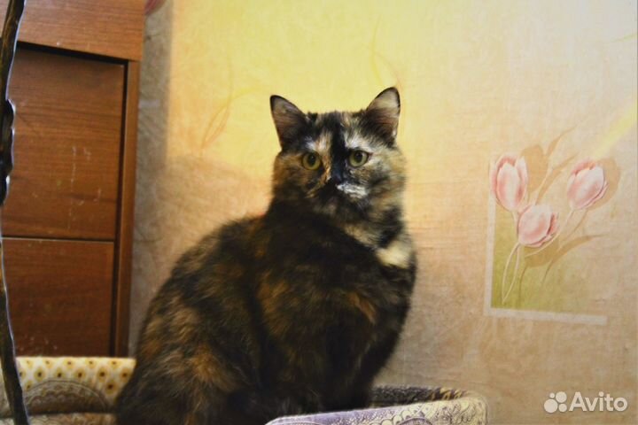 Отдам кошку в добрые руки, стерилизована