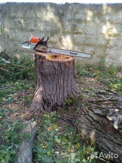 Спил деревьев