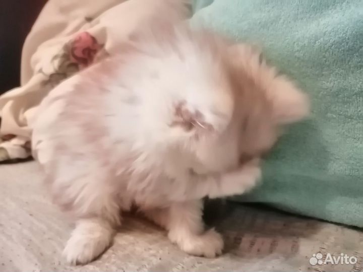 Персидский котенок