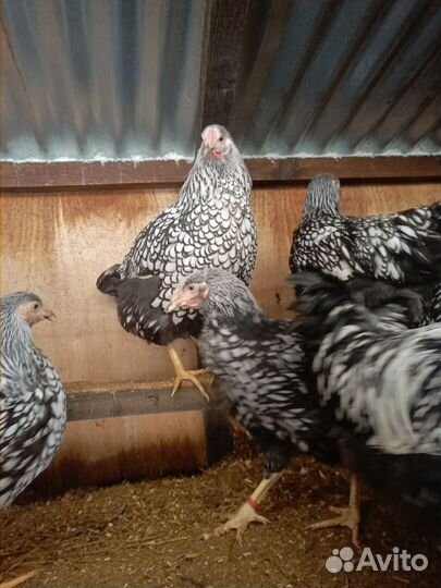 Петушки и цыплята разных чистокровных пород