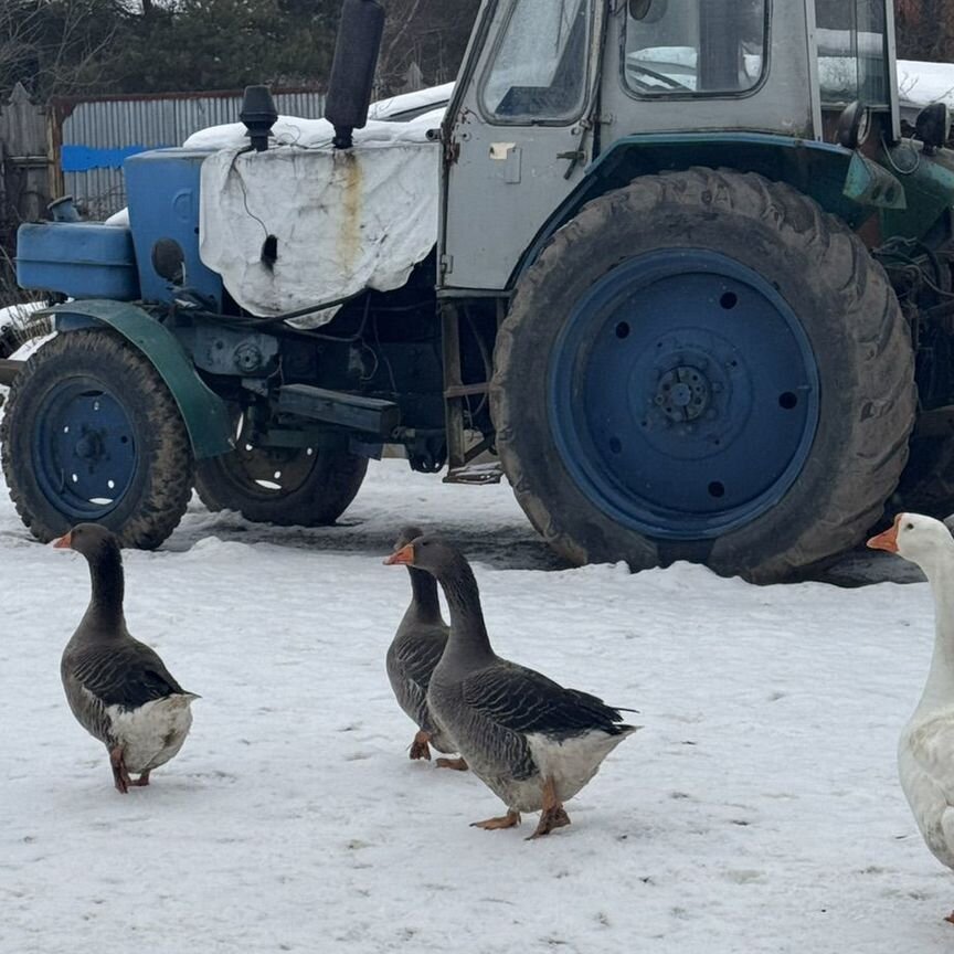 Гуси живьем