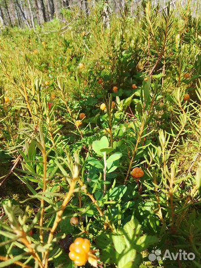 Продам морошку