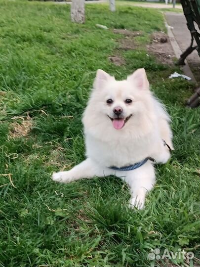 Немецкий шпиц вязка