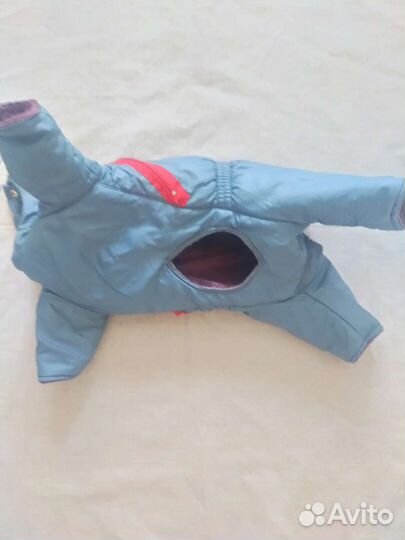 Одежда для собак мелких пород