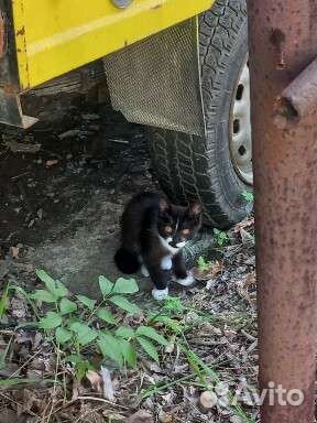 Спасите котят