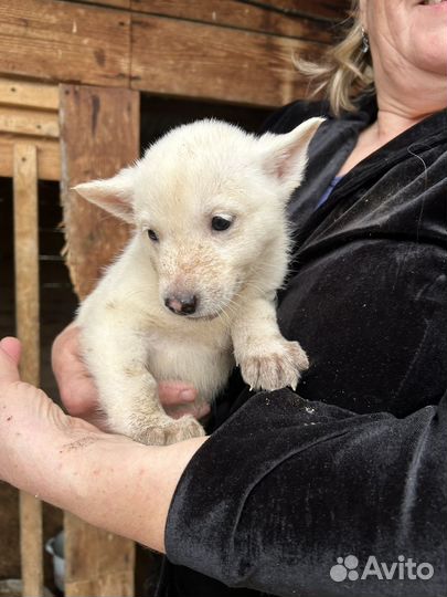 Щенки лайки